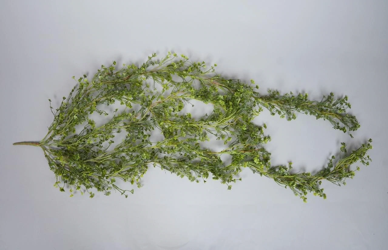 Clover Star Leaves Creeper 423 Lvs